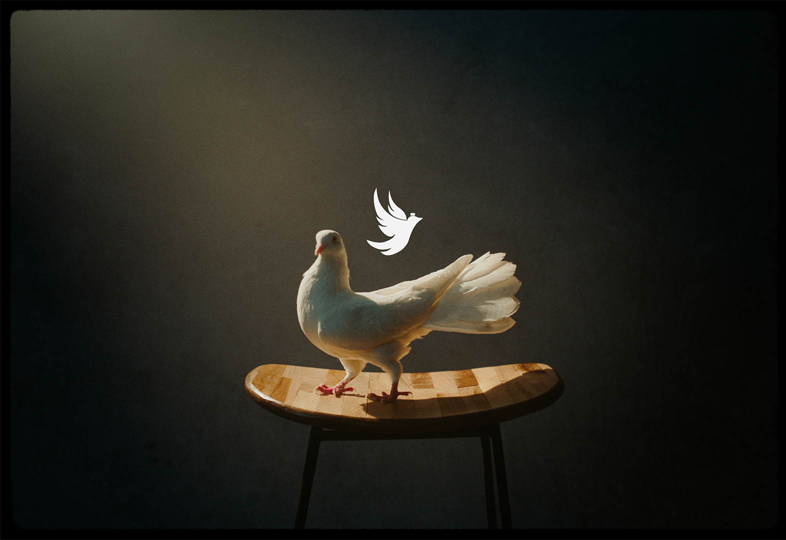 Be A Dove